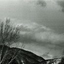 여행하는 나무 이미지