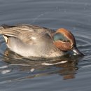 오리천국 이미지