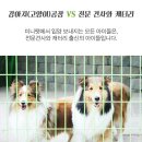 아!미덕감반려가족호텔링 | 남양주고양이분양 초리와 함께!