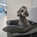 렙메디 | [경산/대구 강아지접종알러지 후기] 아낙필락시스치료 본동물메디컬센터 수성점