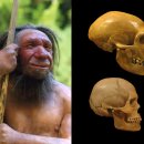 ㈜K.A.T 앞 보도 | 거대한 네안데르탈인 코는 추위 적응 과정과 관계없다!