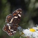 도치빌펜션 이미지