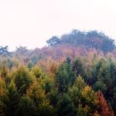 자작나무숲 주차장 이미지