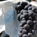 전씨농장 이미지