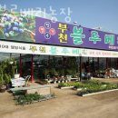 오정농장 | 블루베리농장 부천블루베리농장 경기도블루베리체험 농장 위치 비용 후기