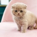 분당고양이분양 고사남 | 성남고양이분양 분당 판교 믿음직한 결정