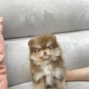 재리펫 이미지