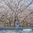(주)핸즈아이 | 마산 벚꽃 카페 실시간 개화 만개 가포 대형카페 브라운핸즈