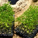 서원농장 이미지