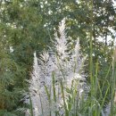 부티아블랙 이미지