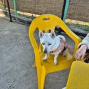 경북애견 | [내돈 내산] 칠곡 켐페니언 애견카페 후기~ 대구경북 최대규모 실내·실외 ~반려견 행복지수 100%