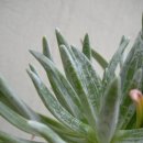 산디 Daum카페