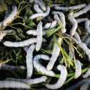 구미곤충산업농장 이미지