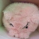 뽑트리스 | 두류역 광장코아 내돈내산 인형뽑기 투어