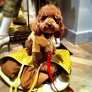 주인메디 이미지