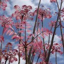 참죽나무 이미지