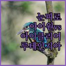 아이원PC | 피로한 눈을 위한 선택 아이원 vs 아이클리어 루테인지아잔틴