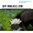 연꽃향기작은도서관 | 청주 후마니타스 카페 연꽃과 책이 함께하는 여름 쉼터 공간