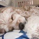 블라썸펫 이미지