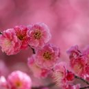 봄이 왔나 봄 이미지