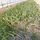 늘푸름농장 이미지