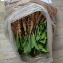 명이나물(산마늘)봄모종, 저렴하게 예약판매 이미지