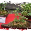 내 집의 분경 이미지