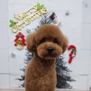 비비드그루밍 이미지