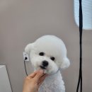 미소짓개 이미지