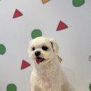 몽2호텔 | 🐶 해운대애견미용 24시 가능! 반려견 스파&amp;호텔링 가능한 ‘몽아띠’ 방문 후기 🌙
