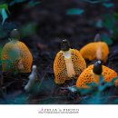 노랑고개 이미지