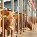 호성축산 | 백신 접종 직후의 3일? 공들여 키운 '한우 마블링'의 가치가 결정되는 시기입니다!