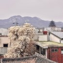 코리아 사우나 | [북촌 한옥마을] 서울목련명소, 실시간 개화현황(코리아사우나 옆)