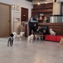 왈왈이 (무실점) 이미지