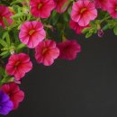 아르코풀빌라 이미지