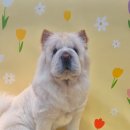 안다펫살롱 이미지