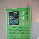 산마늘밥 이미지