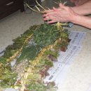 냉천 지초 이미지