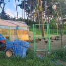 중국아줌마닭집 이미지