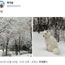 눈 오는 날에 환장한다는 강아지들.twt 이미지