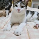 디저트크림 이미지