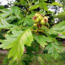 신사동작은도서관 이미지