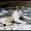 부뚜막이야기 이미지