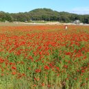 함양 상림공원의 꽃양귀비와 수레국화 밭 이미지
