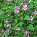 잎소아청소년과의원 이미지