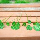 크로바주유소 이미지