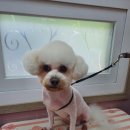 the 굿 dog 네이버블로그