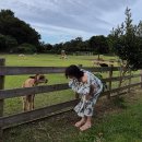 알파카 펜션 | 여행 기록 / 제주 함덕연옥 / 제주 함덕 델문도카페 / 통나무파크 펜션 / 제주 알파카목장 방문 후기