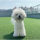 놀루오숑 이미지