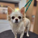 반짝반짝내작은개 이미지